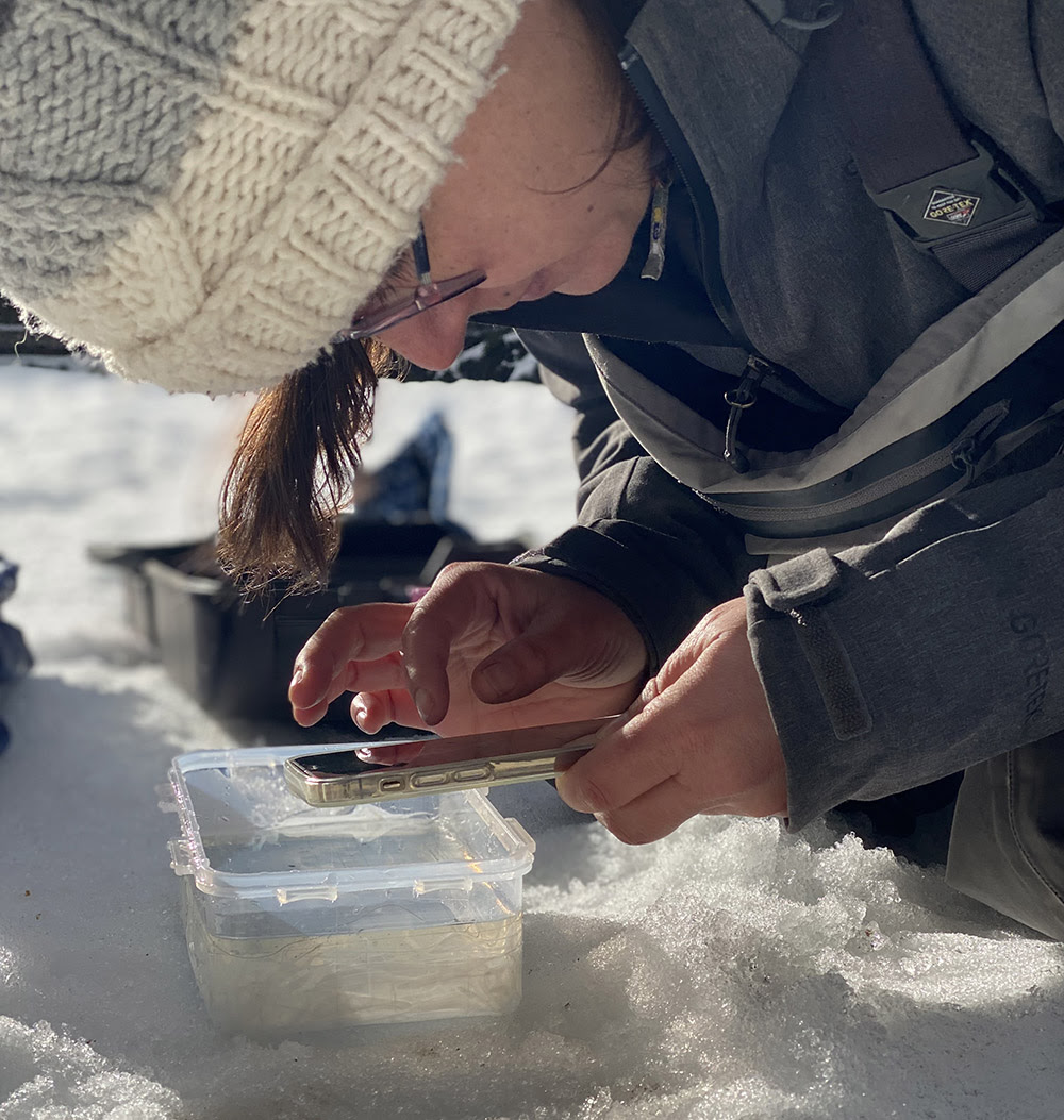 Desde Puerto Williams a todo Chile: Investigación magallánica de insectos en Isla Navarino será destacada en principal congreso chileno