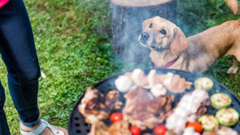 Colegio Médico Veterinario recomienda en Fiestas Patrias | Cómo evitar “dolores de cabeza” con las mascotas