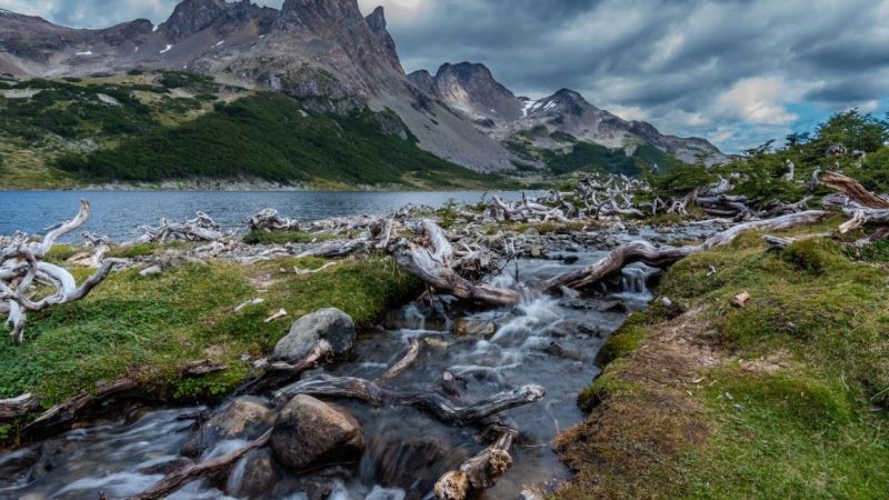 Altas temperaturas en verano y presencia de especies invasoras acortan ciclos de vida de insectos acuáticos en Isla Navarino