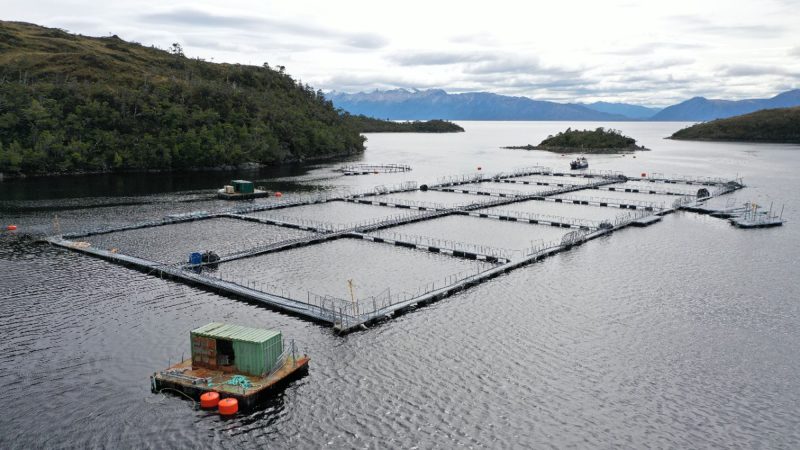Greenpeace por cifras de Sernapesca: Áreas Protegidas concentran un tercio de la sobreproducción ilegal de la industria salmonera 