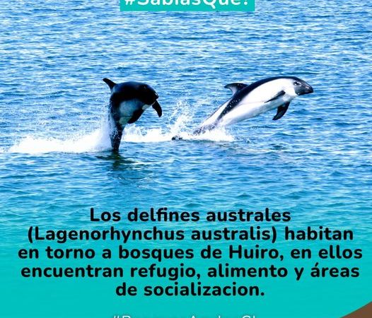 “Conocer para proteger”: La vital interconexión entre el delfín austral y los bosques marinos de huiros