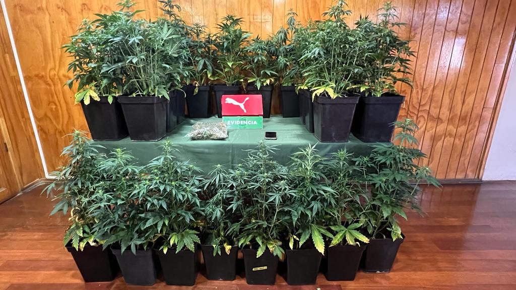 Una mujer detenida en Punta Arenas por microtráfico de marihuana y siembra ilegal de cannabis sativa