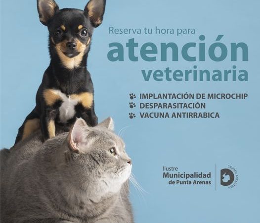 Atención veterinaria preventiva para mascotas ofrece la Municipalidad de Punta Arenas