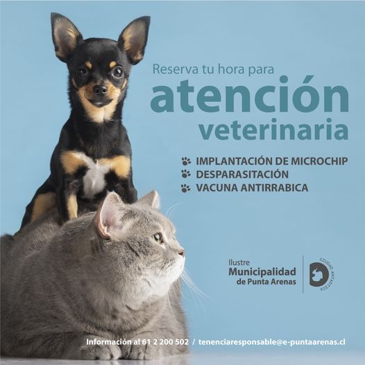 Atención veterinaria preventiva para mascotas ofrece la Municipalidad de Punta Arenas