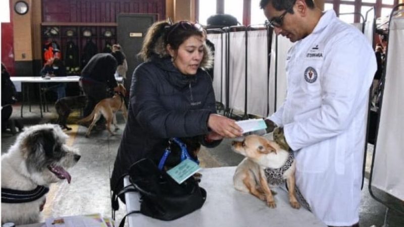 En Punta Arenas realizan cerca de 700 operativos de esterilización canina y felina