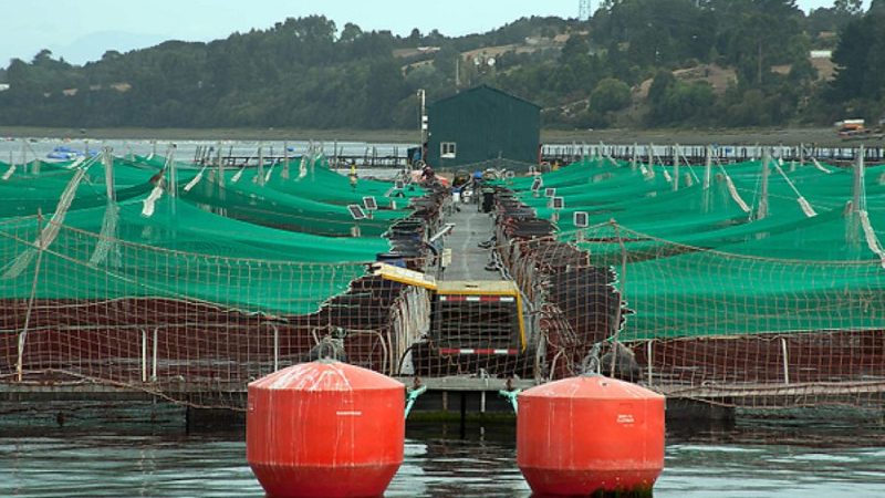 Salmoneras en Áreas Protegidas: denuncian que la industria desafía las normas ambientales del país