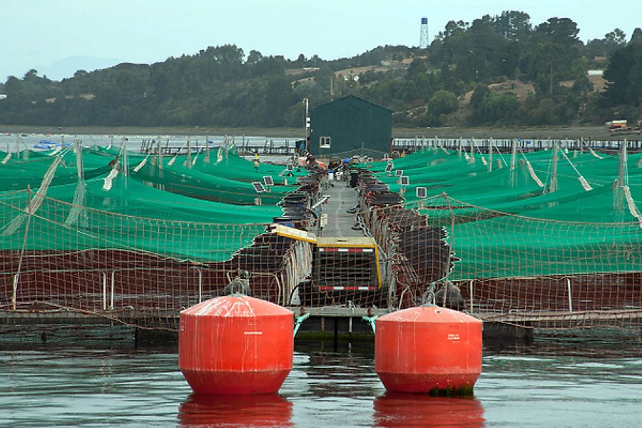 Salmoneras en Áreas Protegidas: denuncian que la industria desafía las normas ambientales del país