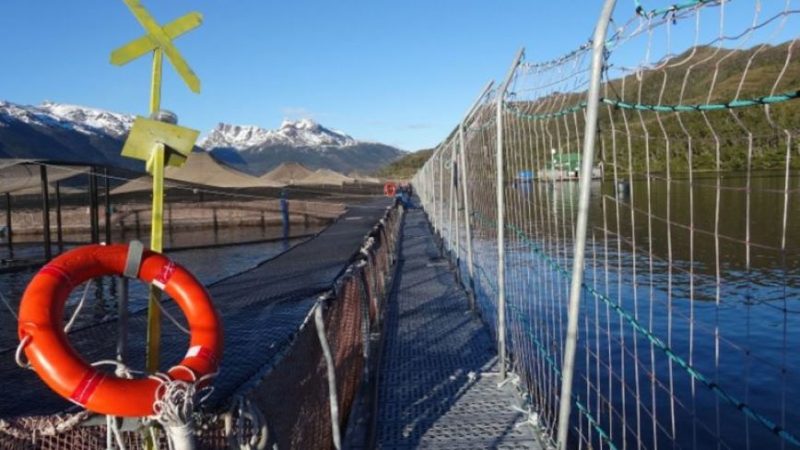 Superintendencia del Medio Ambiente implementa inédito sistema de seguimiento y monitoreo de los centros de engorda de salmones