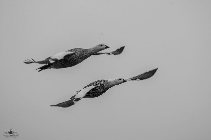 Aves como centinelas del cambio climático: 4 claves de por qué es importante estudiarlas