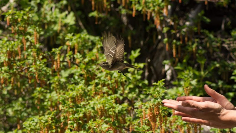 Aves migratorias recorren hasta más de 6 mil kilómetros de distancia para llegar a Patagonia chilena