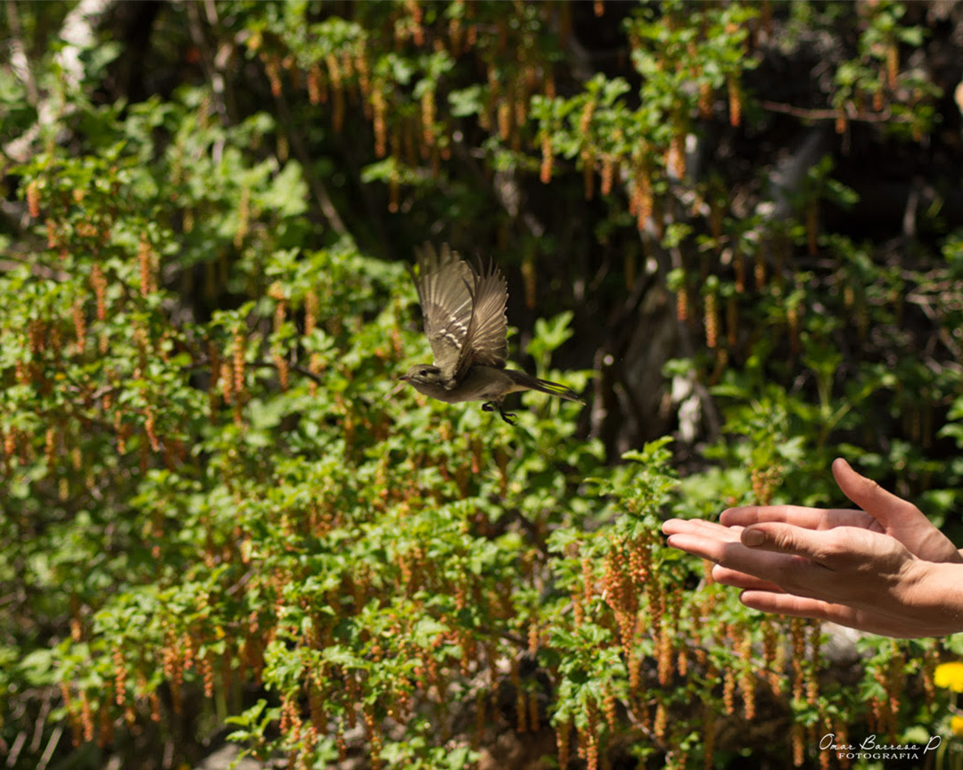 Aves migratorias recorren hasta más de 6 mil kilómetros de distancia para llegar a Patagonia chilena