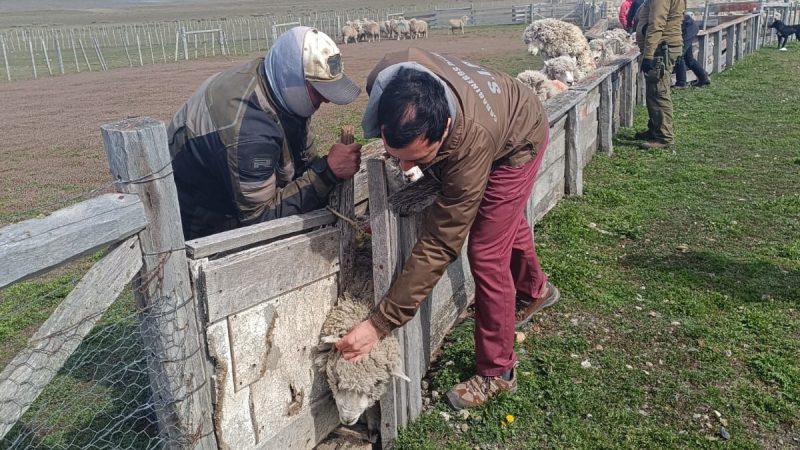 Un detenido por abigeato en la Comuna de Primavera, Tierra del Fuego | Se logró incautación de 73 ejemplares de ganado ovino