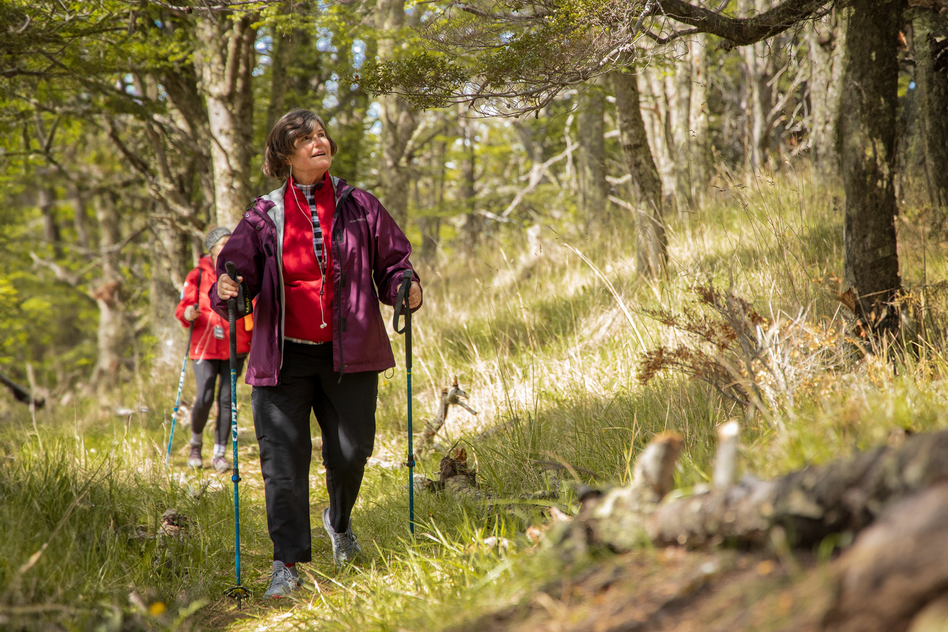 Descubriendo el paraíso natural | Parque del Estrecho de Magallanes inaugura nuevo sendero “Bosque de los Carpinteros” al sur de Punta Arenas