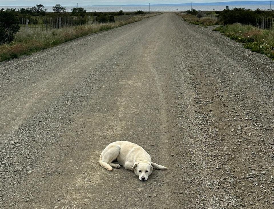 El abandono de perros en nuestras ciudades