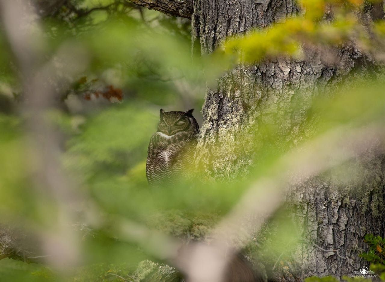 El valor ecosistémico de las lechuzas y búhos: ayudan a regular la población de roedores | Charla científica  en el Centro CHIC de Puerto Williams