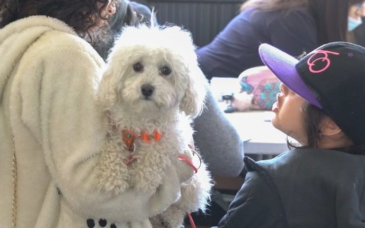 Operativo Canino organiza la Municipalidad de Punta Arenas el 18 de noviembre