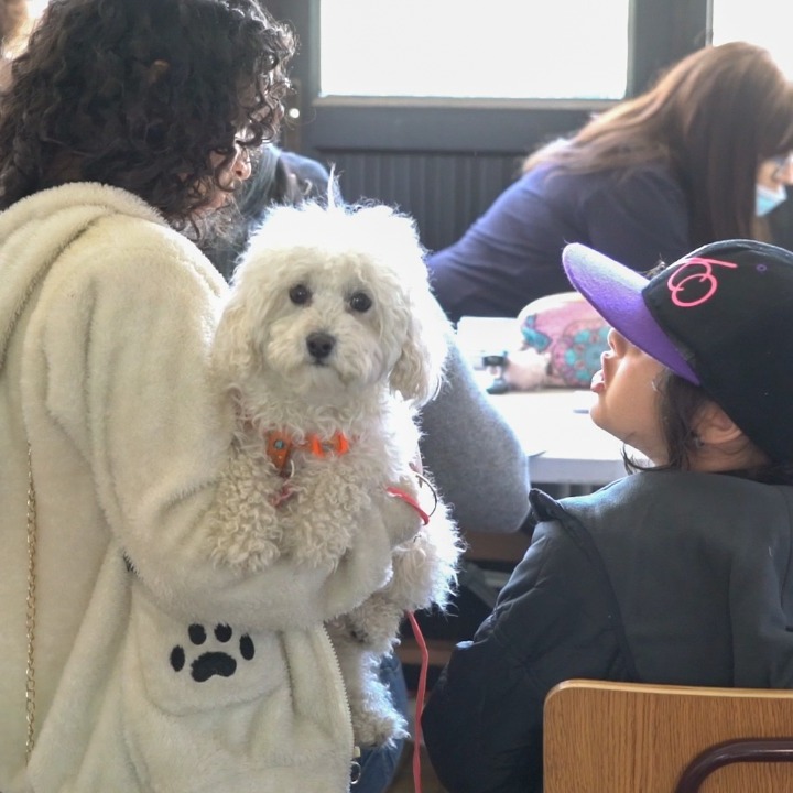 Operativo Canino organiza la Municipalidad de Punta Arenas el 18 de noviembre