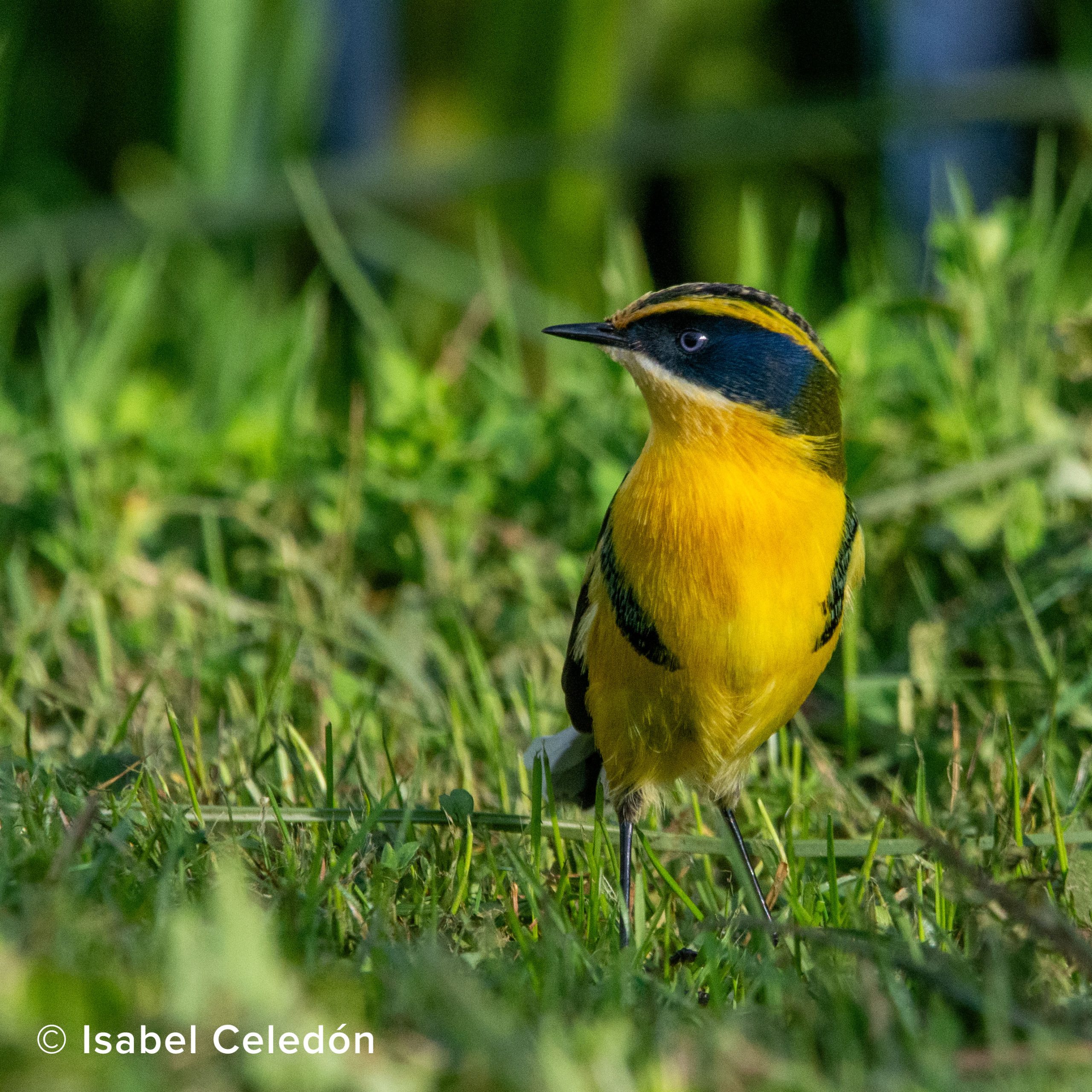 Humedales amenazados: El hábitat de “Fiu” está en peligro