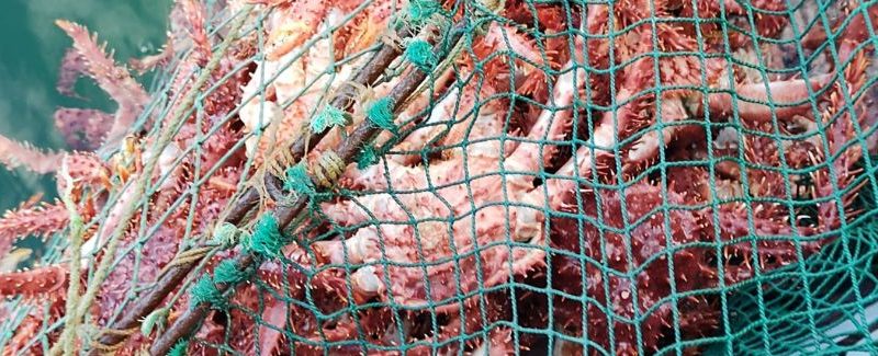 SERNAPESCA Magallanes intensificó fiscalizaciones en cierre de temporada de centolla