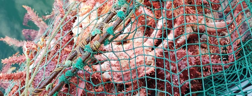 SERNAPESCA Magallanes intensificó fiscalizaciones en cierre de temporada de centolla