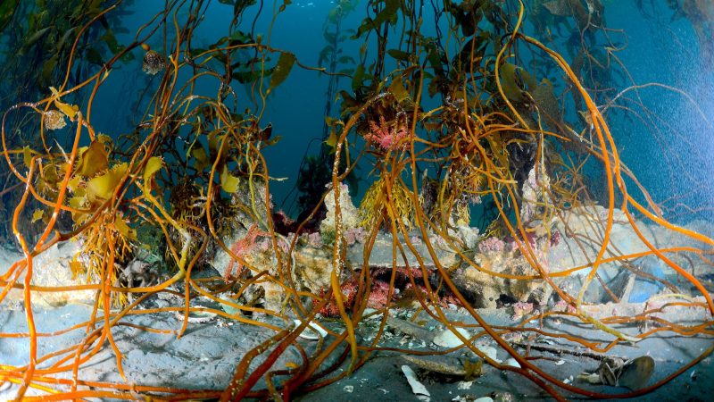 Estudio prevé alteración de la estabilidad ecológica tras remoción de bosques de algas en la región de Magallanes