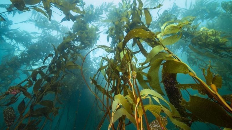 Qué ha pasado con los bosques marinos en Chile este año 2023
