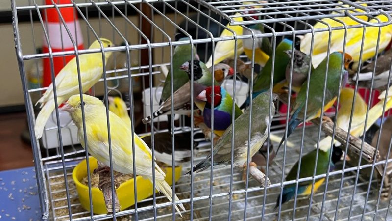 SAG Magallanes intercepta una veintena de aves tras detectar intento de ingreso clandestino