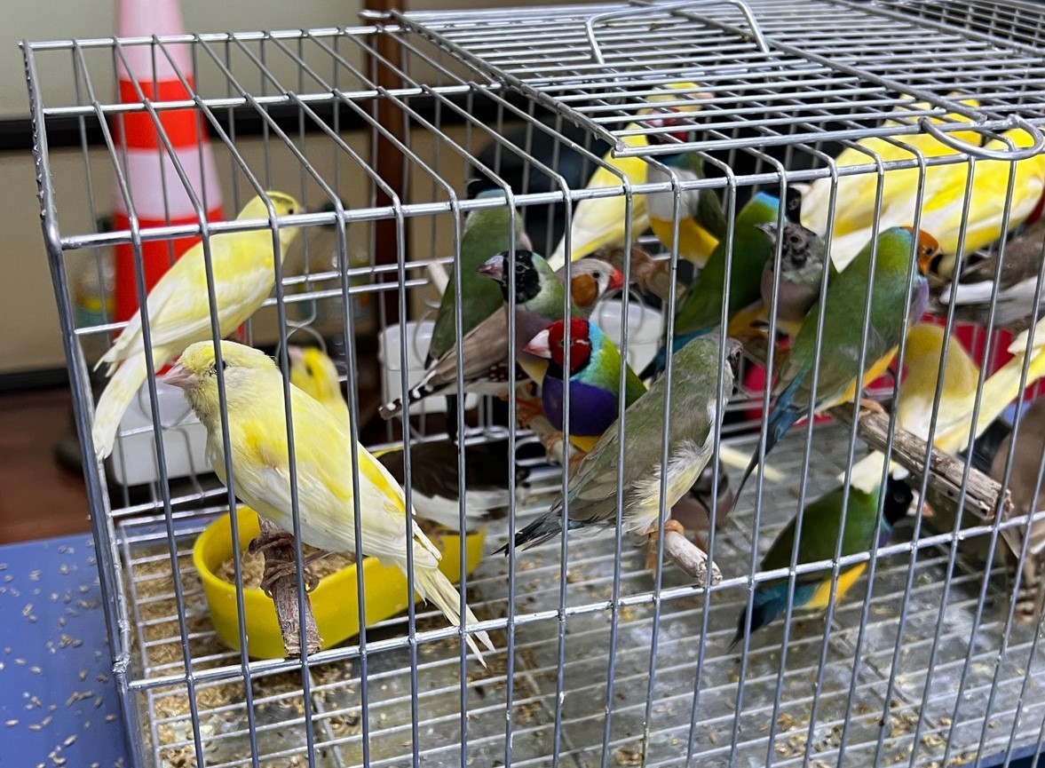 SAG Magallanes intercepta una veintena de aves tras detectar intento de ingreso clandestino