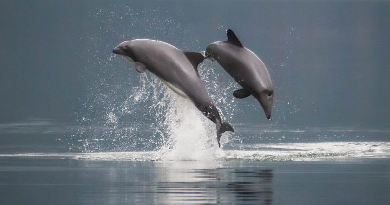 Científicos realizan inéditas grabaciones acústicas de mamíferos marinos