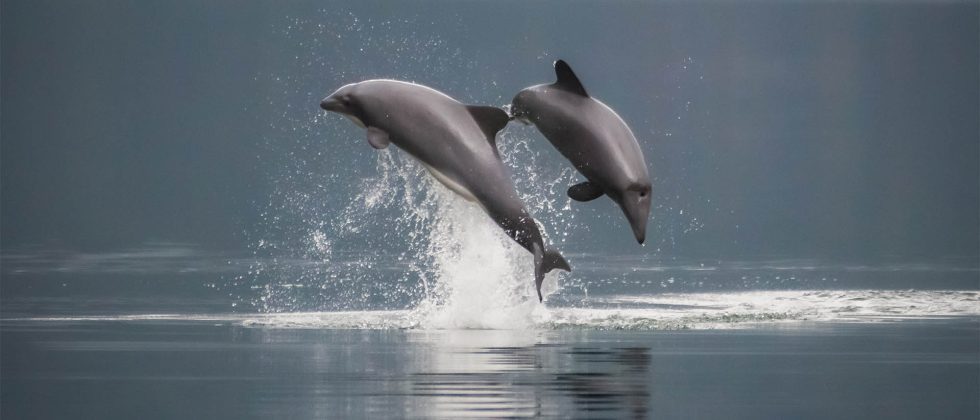 Científicos realizan inéditas grabaciones acústicas de mamíferos marinos