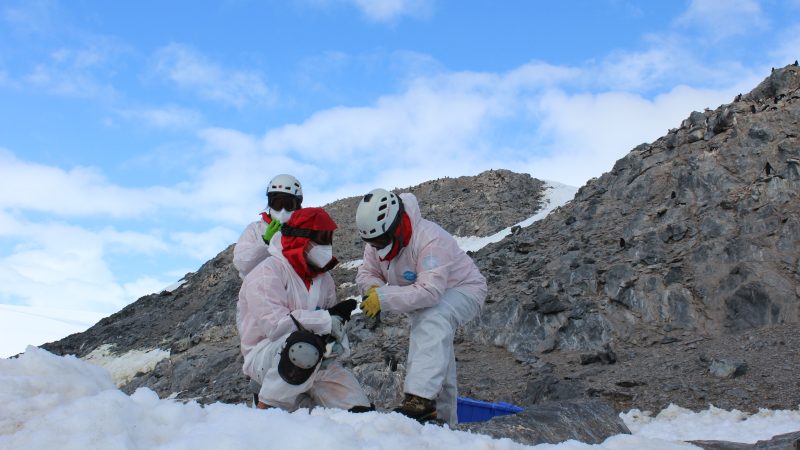 Expedición estratégica de contingencia llegó a la Antártica para estudiar la gripe aviar