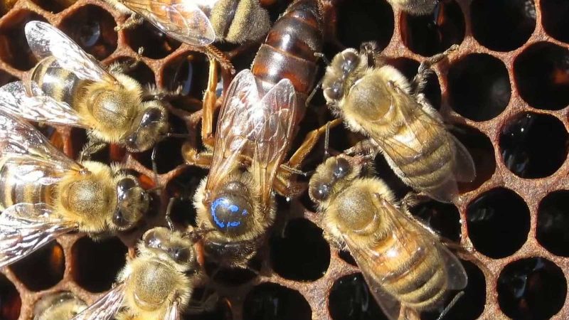 Santo Tomás desarrolla proyecto Colmenas Inteligentes SmartBee con mujeres de Palena