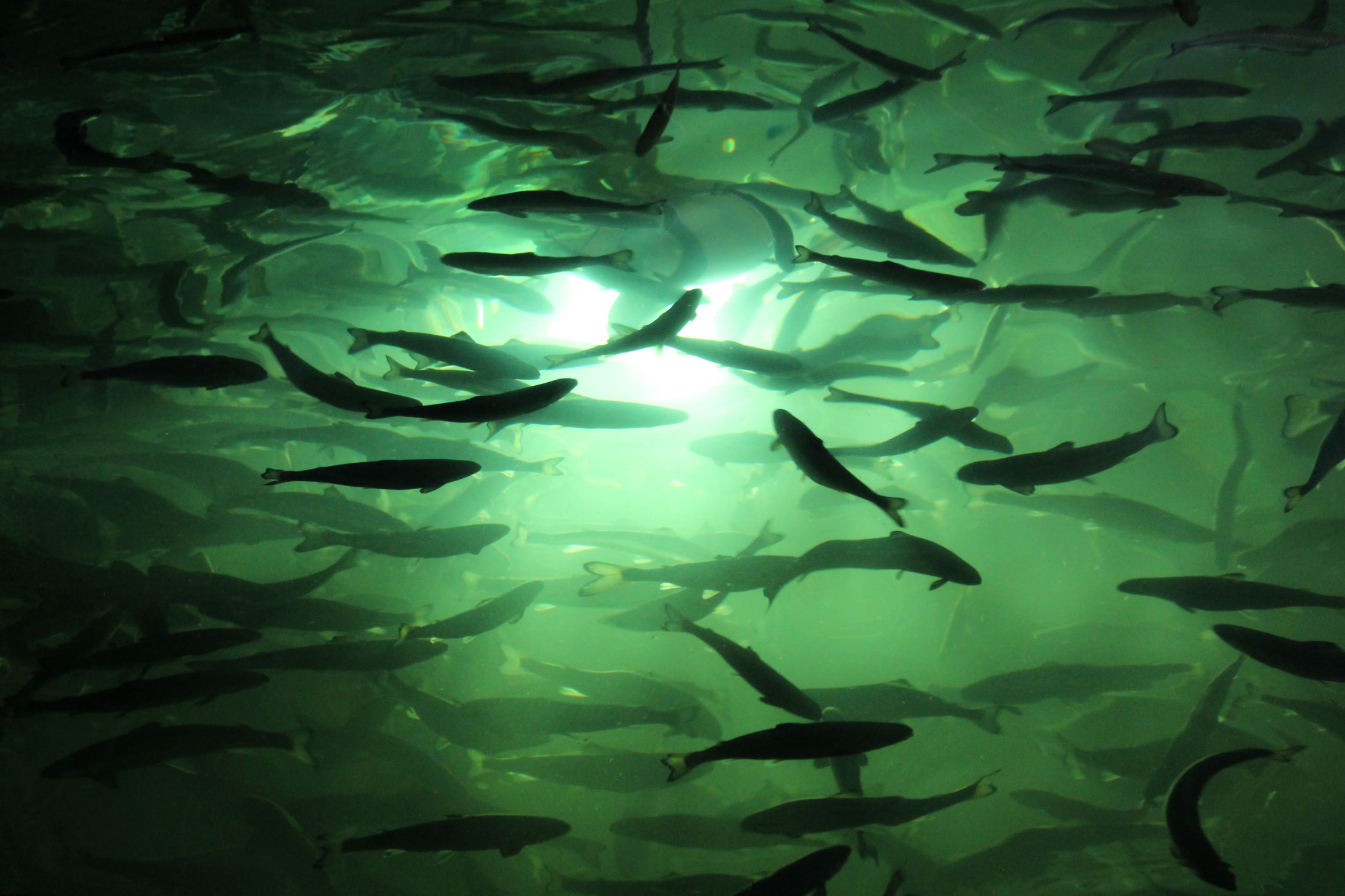 Sernapesca suspendió a tres certificadores privados por no cumplir con los procedimientos de inspección a centros de cultivo de salmónidos