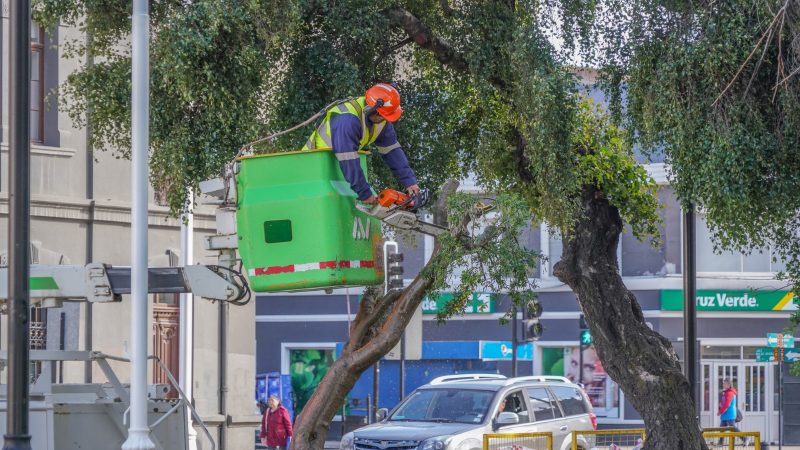 Municipalidad repondrá tres árboles de Plaza Muñoz Gamero que fueron talados por riesgo de caída