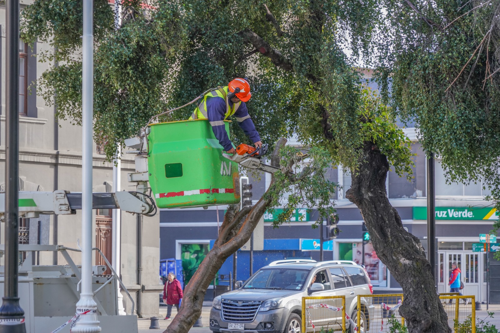 Municipalidad repondrá tres árboles de Plaza Muñoz Gamero que fueron talados por riesgo de caída