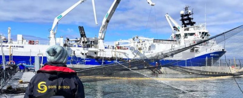 Sernapesca informó sobre nuevo evento de mortalidad masiva de salmónidos esta vez en la región de Aysén