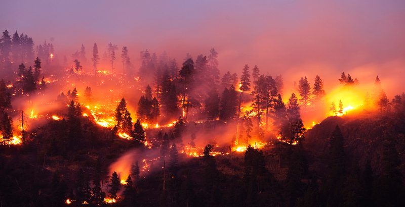 Incendios forestales: Superintendencia de Seguridad Social instruye a mutualidades e ISL implementar medidas preventivas en empresas