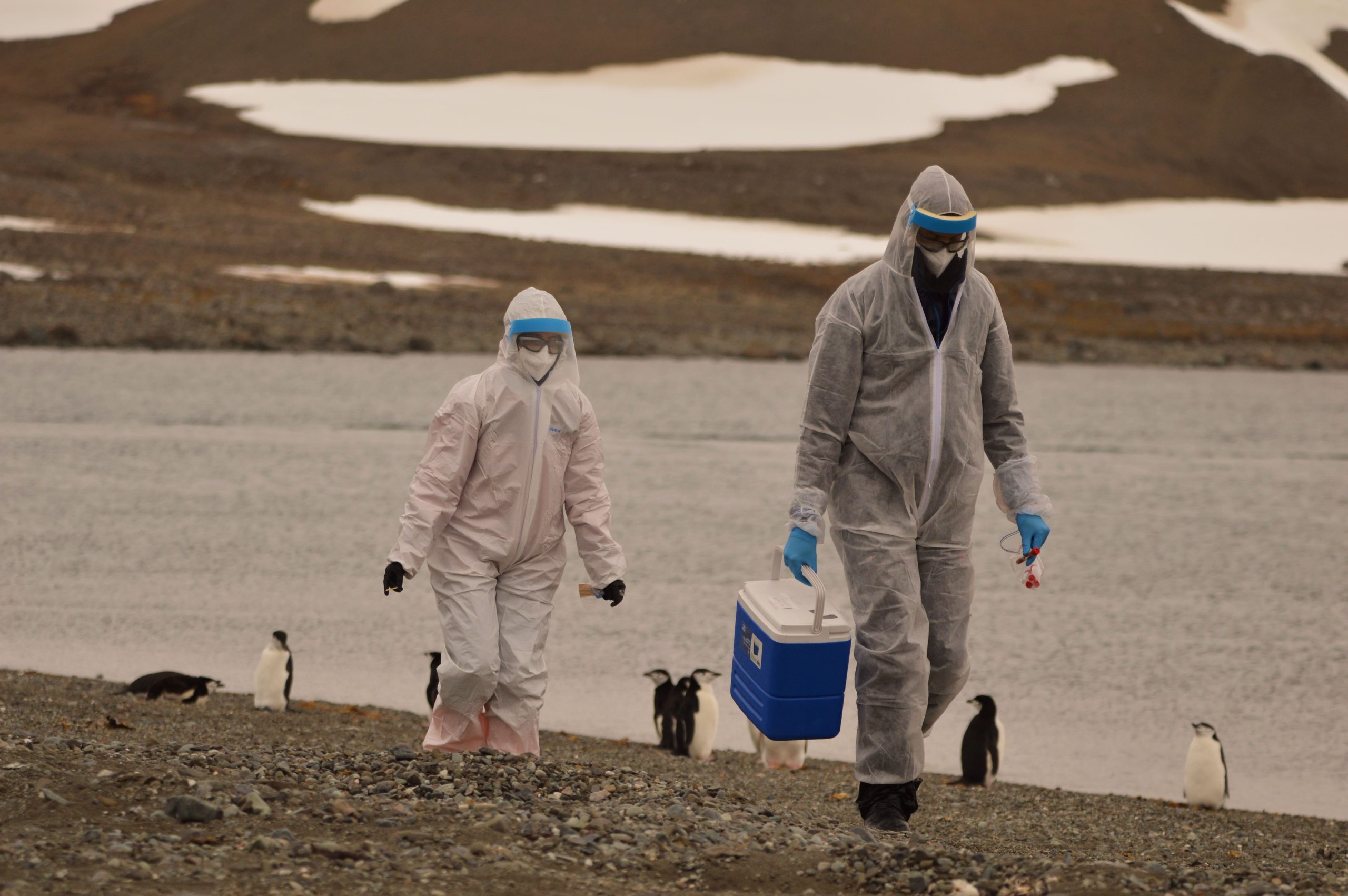 Confirman la presencia de gripe aviar en aves muertas de la Antártica: El rol de Chile en el estudio de este virus en el Continente
