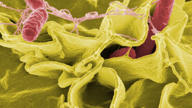 SEREMI de Salud detecta aumento de casos de salmonella y brote en un local de venta de sushi en Punta Arenas