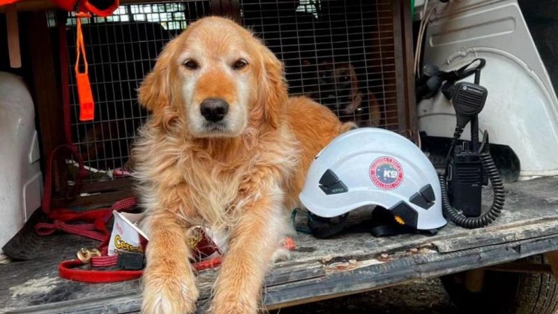 “Bongo”, el Golden Retriever de Ladridos del Sur que participó de su última misión de rescate durante este fin de semana.