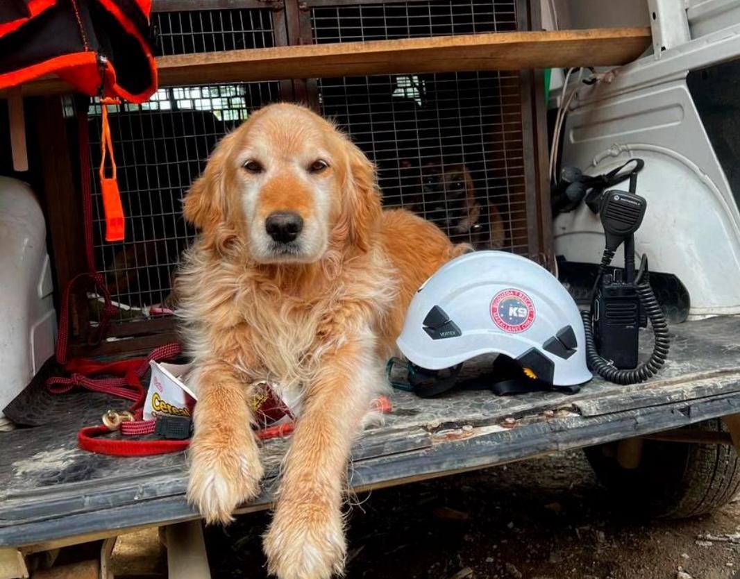 “Bongo”, el Golden Retriever de Ladridos del Sur que participó de su última misión de rescate durante este fin de semana.