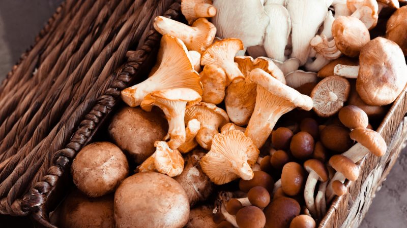 Descubre los hongos de Latinoamérica