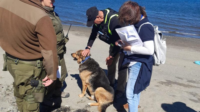 Fiscalización por tenencia responsable de mascotas se realizó este sábado en Costanera de Punta Arenas