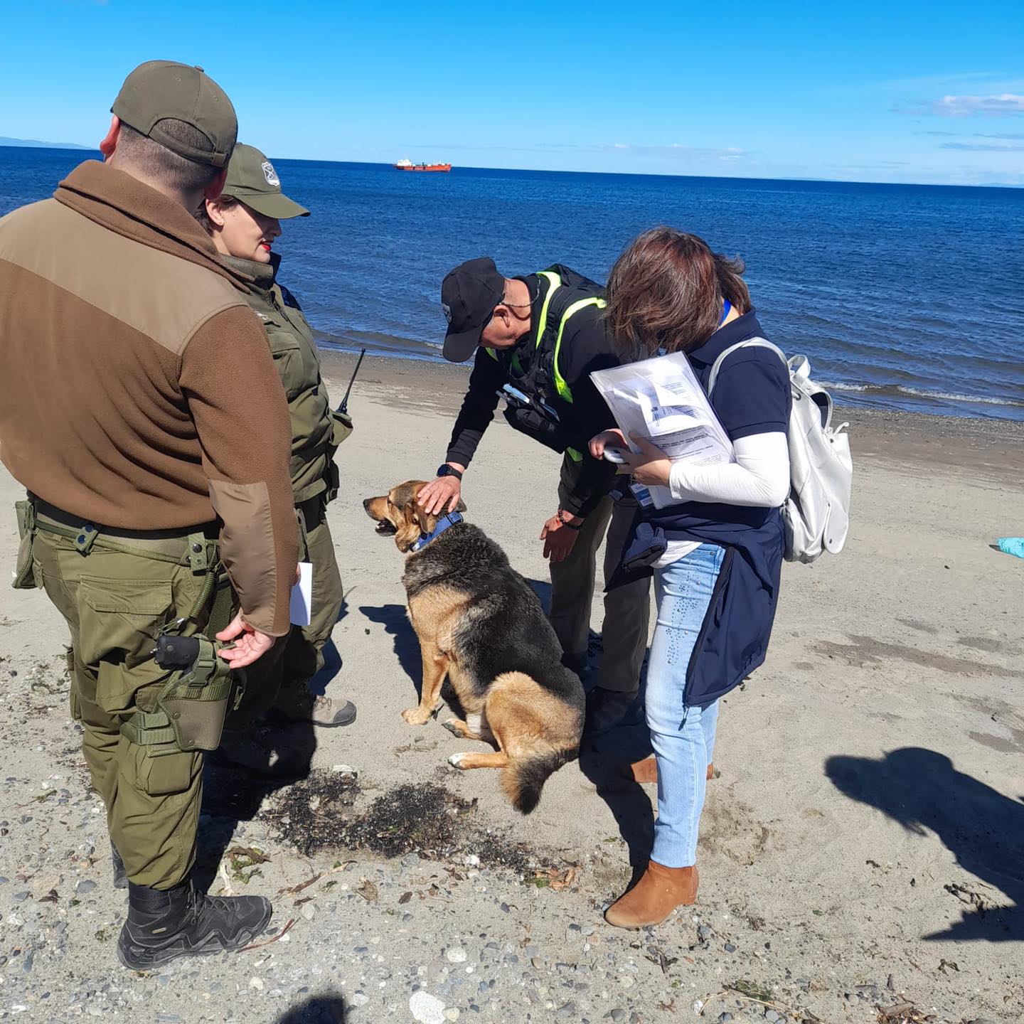 Fiscalización por tenencia responsable de mascotas se realizó este sábado en Costanera de Punta Arenas