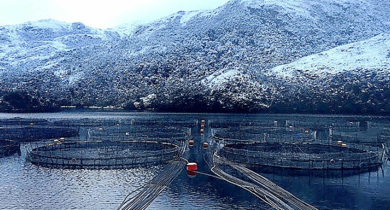 Salmonicultores de Magallanes y Elanco realizarán seminario “La Ruta del Salmón Magallánico”