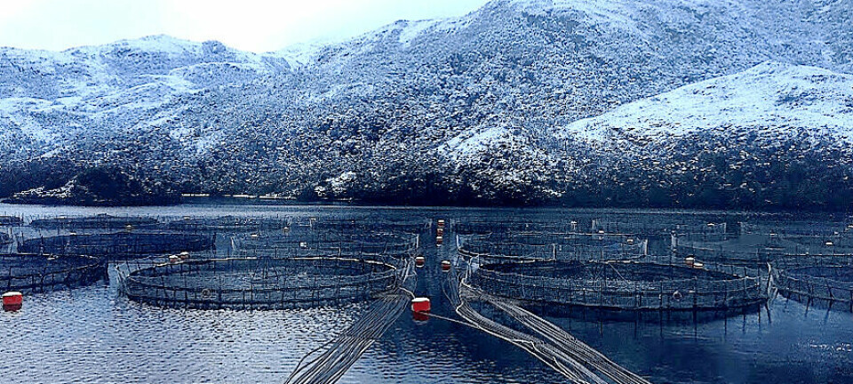 Salmonicultores de Magallanes y Elanco realizarán seminario “La Ruta del Salmón Magallánico”