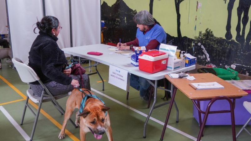 Operativo Canino realizará este sábado 23 de marzo la Municipalidad de Puerto Natales