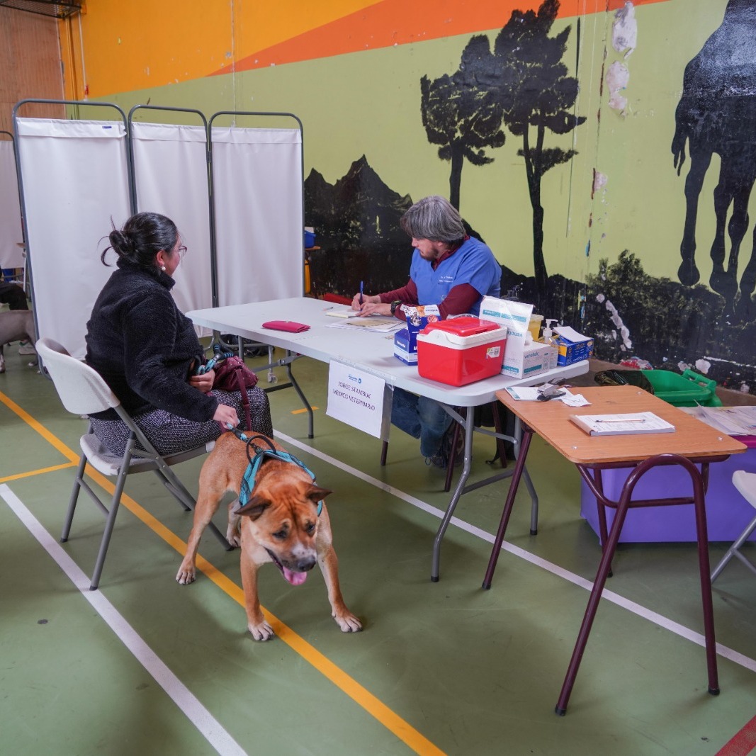 Operativo Canino realizará este sábado 23 de marzo la Municipalidad de Puerto Natales