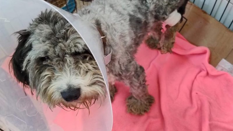 Rescate Animal de la Municipalidad recupera en el sector camino al Andino a un perro