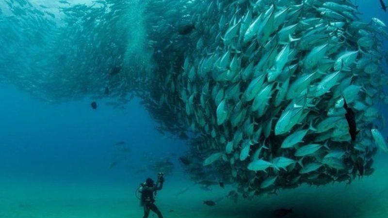 Chile debe pedir aumento de cuota de pesca a la ORP, Organización Regional del Pacífico Sur